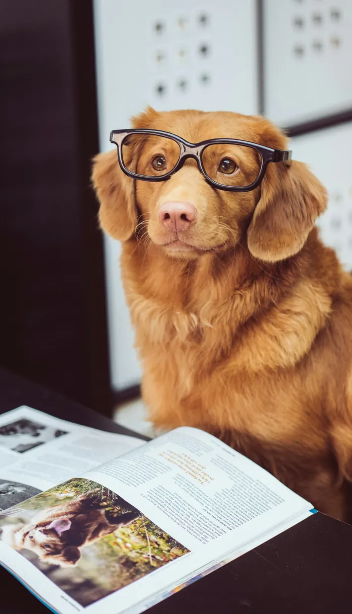 Собака в очках с книгой